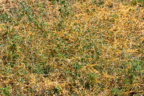 Dodder Genus Cuscuta is The parasite wraps Stock Photos