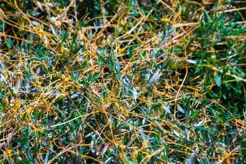 Dodder Genus Cuscuta is The parasite wraps Stockfoto's