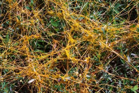 Dodder Genus Cuscuta is The parasite wraps 스톡 사진