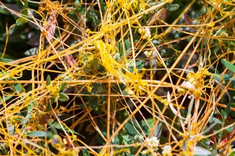 Dodder Genus Cuscuta is The parasite wraps Stock Photos