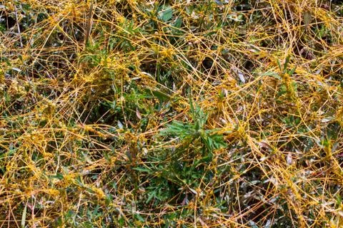 Dodder Genus Cuscuta is The parasite wraps Stock Photos