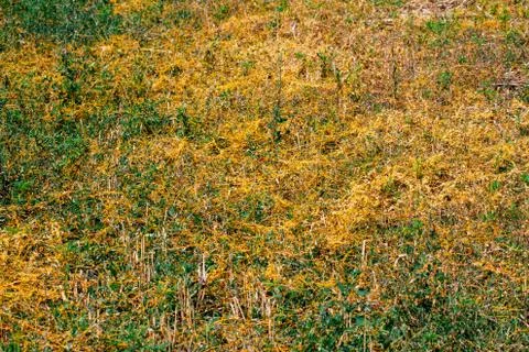 Dodder Genus Cuscuta is The parasite wraps 스톡 사진