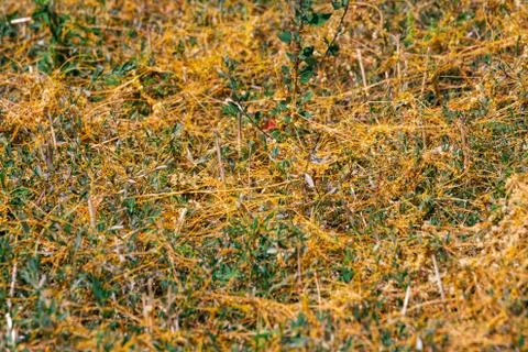Dodder Genus Cuscuta is The parasite wraps Foto stock