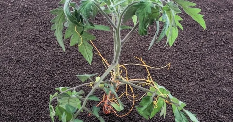 Dodder (Genus Cuscuta) - parasitic plant - time lapse Vidéo 75475318