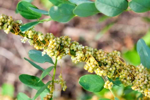Dodder Genus Cuscuta is parasitic plants Photos