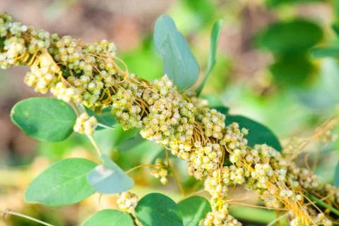 Dodder Genus Cuscuta is parasitic plants Photos