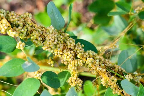 Dodder Genus Cuscuta is parasitic plants Photos