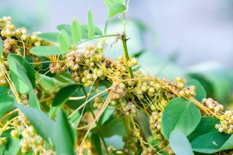Dodder Genus Cuscuta is parasitic plants Photos