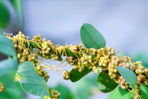 Dodder Genus Cuscuta is parasitic plants Photos