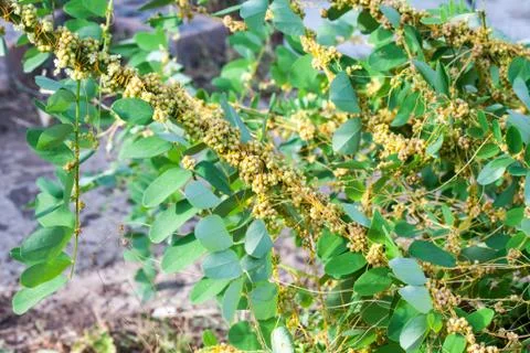 Dodder Genus Cuscuta is parasitic plants Photos