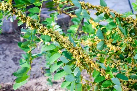 Dodder Genus Cuscuta is parasitic plants Photos