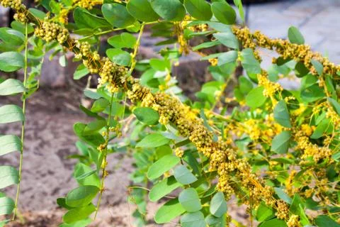 Dodder Genus Cuscuta is parasitic plants Photos