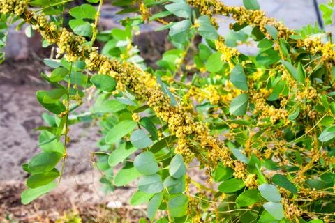 Dodder Genus Cuscuta is parasitic plants Stock Photos