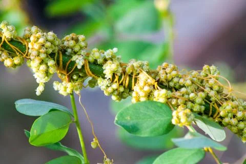 Dodder Genus Cuscuta is parasitic plants Photos