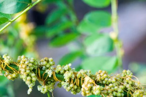 Dodder Genus Cuscuta is parasitic plants Photos