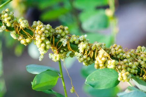 Dodder Genus Cuscuta is parasitic plants Photos