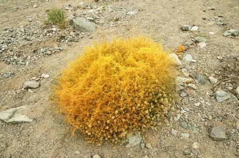 Dodder Parasite On Wildflowers Stock Photos