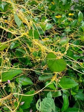 Dodder parasitic plant Stock Photos