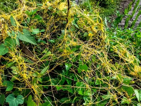 Dodder parasitic plant Stock Photos