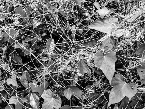Dodder parasitic plant Stock Photos