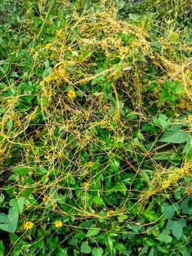 Dodder parasitic plant Photos