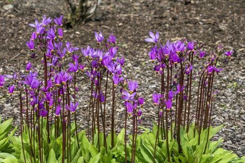 Dodecatheon meadia Stock Photos