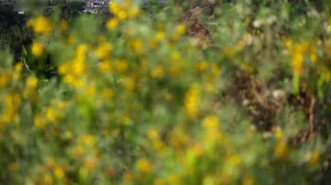 Dodgers Stadium 11 HD Stock-Footage 11700840