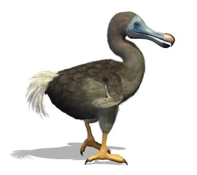 Dodo Bird Stock Illustration