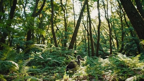 Dodo Bird Walking In Dense Sunlit Forest With Ferns Nature Extinction Rare Stock Footage 307893479