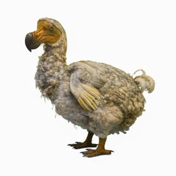 Dodo Raphus cucullatus Stock Photos