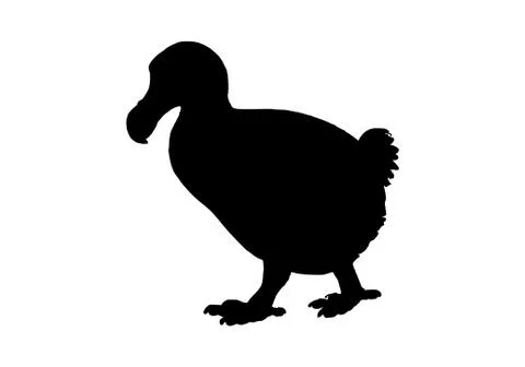 Dodo silhouette on white Stock Illustration