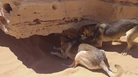 The dods Stock Footage 164575195