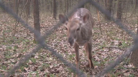 Doe 1 Stock Footage 5308654