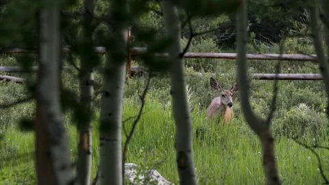 Doe 2 動画素材 83254996