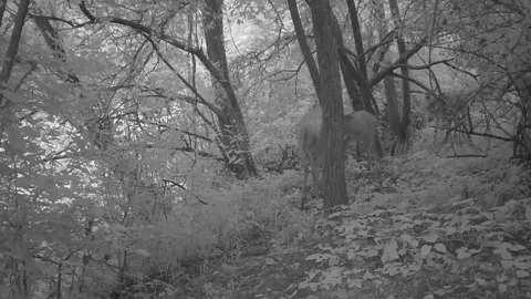 Doe and cubs in the woods at first light Stock Footage 267592526