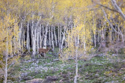 Doe in a birch forest Stock Photos