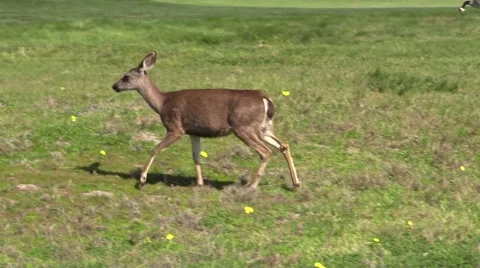 Doe Blacktail Deer Vídeos de archivo 47377970