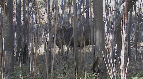 Doe With Contractions After Mating With Buck--Reproductive Behavior Stock Footage 49673272
