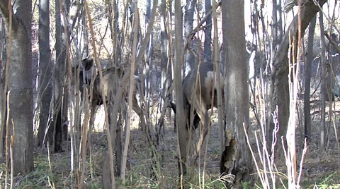 Doe With Contractions After Mating With Buck--Reproductive Behavior Stock Footage 49674650