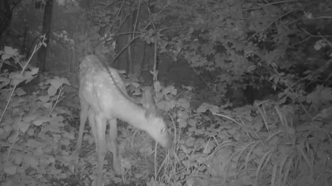 Doe with cub during rainy night Stock Footage 267592487