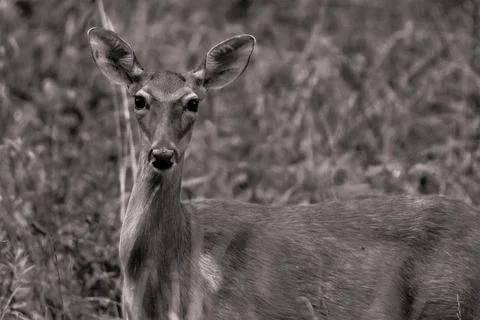 Doe deer in a feild Foto stock