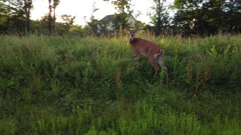 Doe deer in a field at sunset Video stock 205247906