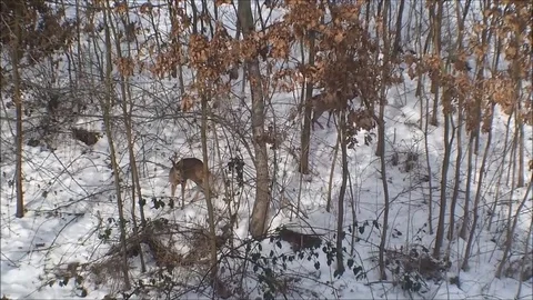 Doe-deer Video stock 82777624