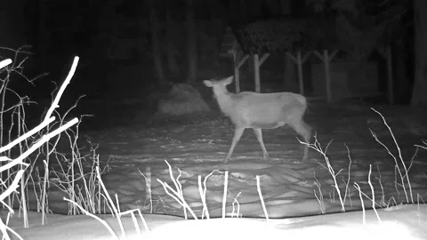 Doe-deer in night 1 Video stock 153757026