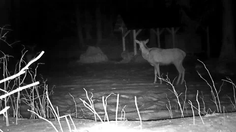 Doe-deer in night Video stock 153757209