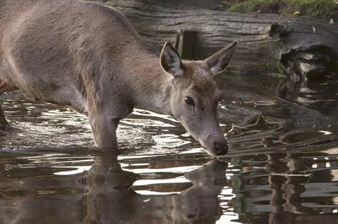 Doe deer testing the water Foto stock