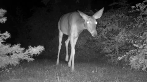 Doe Deer Walk Toward Closeup Stock Footage 162400465