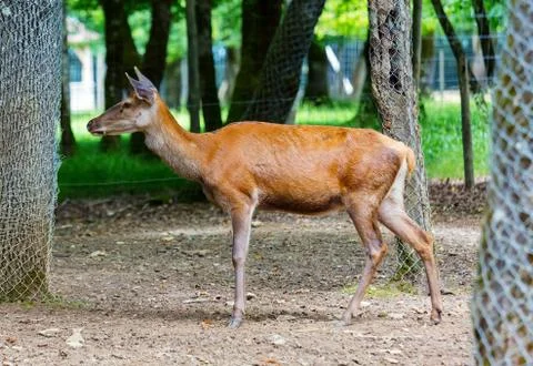 Doe deer walking in park Stock Photos
