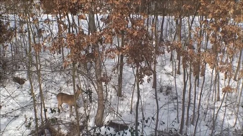 Doe-deer.1 Video stock 82777893