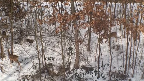 Doe-deer.2 Video stock 82781455